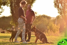 Dresaj Caine Rasnov Dresaj Canin Rasnov - Smart Dogs Club 