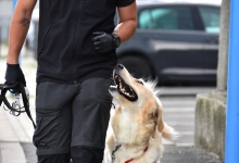 Dresaj Caine Rasnov Dresaj Canin Rasnov - Smart Dogs Club 