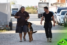 Dresaj Caine Rasnov Dresaj Canin Rasnov - Smart Dogs Club 