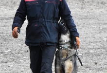 Dresaj Caine Rasnov Dresaj Canin Rasnov - Smart Dogs Club 