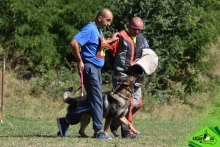 Dresaj Caine Rasnov Dresaj Canin Rasnov - Smart Dogs Club 