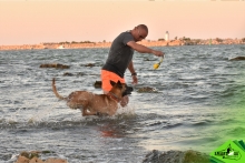 Dresaj Caine Rasnov Dresaj Canin Rasnov - Smart Dogs Club 