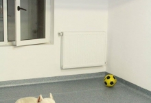 Dresaj Caine Sibiu Dresaj Canin Sibiu Smart Dogs Club