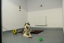 Dresaj Caine Sibiu Dresaj Canin Sibiu Smart Dogs Club