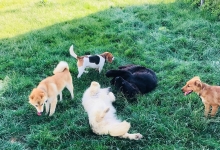 Dresaj Caine Sibiu Dresaj Canin Sibiu Smart Dogs Club