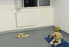 Dresaj Caine Sibiu Dresaj Canin Sibiu Smart Dogs Club