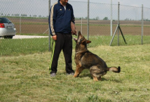 Dresaj Caine Sibiu Dresaj Canin Sibiu Smart Dogs Club
