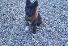 Dresaj Caine Sibiu Dresaj Canin Sibiu Smart Dogs Club