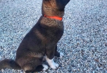 Dresaj Caine Sibiu Dresaj Canin Sibiu Smart Dogs Club