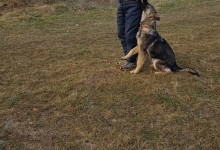 Dresaj Caine Sibiu Dresaj Canin Sibiu Smart Dogs Club