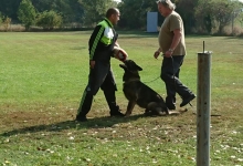 Dresaj Caine Sibiu Dresaj Canin Sibiu Smart Dogs Club