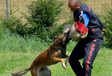 Dresaj Caine Sibiu Dresaj Canin Sibiu Smart Dogs Club
