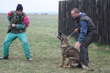 Dresaj Caine Sibiu Dresaj Canin Sibiu Smart Dogs Club
