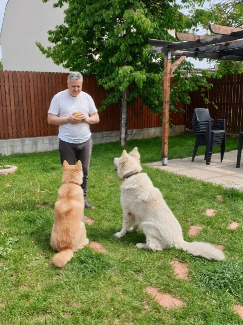 dresaj canin pipera