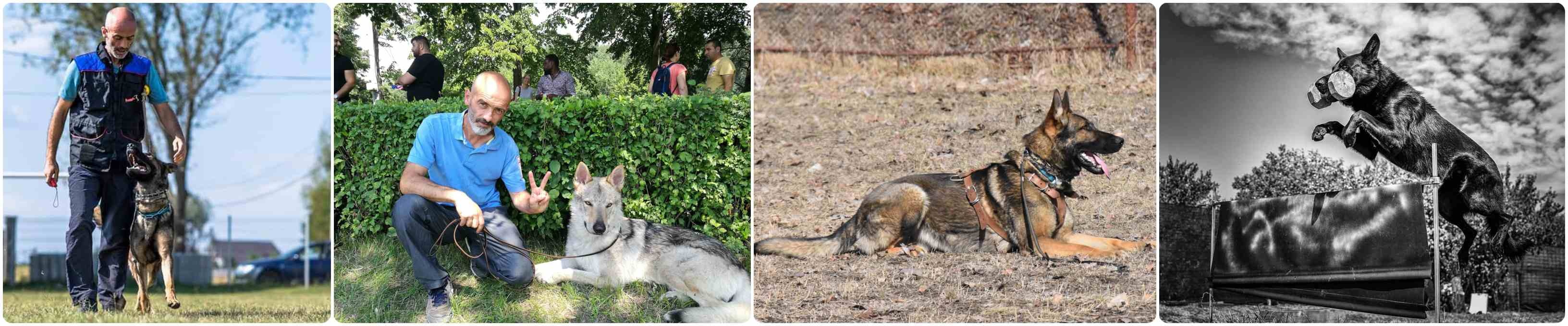 dresaj canin baicoi