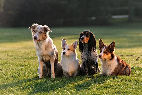recompense dresaj canin